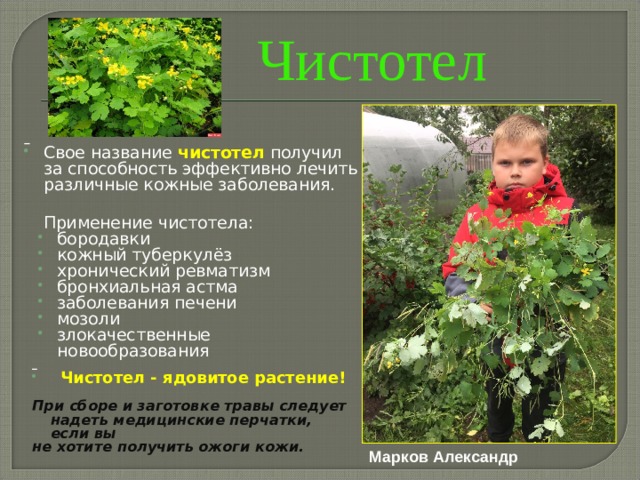 Чистотел  Свое название  чистотел  получил за способность эффективно лечить различные кожные заболевания.    Применение чистотела: бородавки кожный туберкулёз хронический ревматизм бронхиальная астма заболевания печени мозоли злокачественные новообразования         Чистотел - ядовитое растение! При сборе и заготовке травы следует надеть медицинские перчатки, если вы не хотите получить ожоги кожи.  Марков Александр 