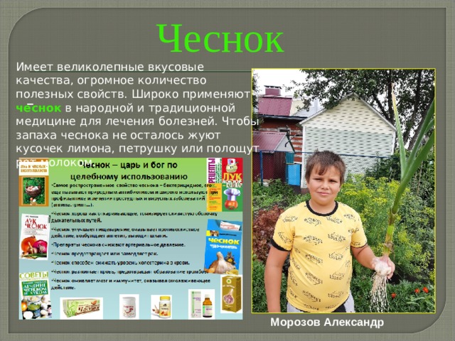 Чеснок Имеет великолепные вкусовые качества, огромное количество полезных свойств. Широко применяют чеснок в народной и традиционной медицине для лечения болезней. Чтобы запаха чеснока не осталось жуют кусочек лимона, петрушку или полощут рот молоком.  Морозов Александр 