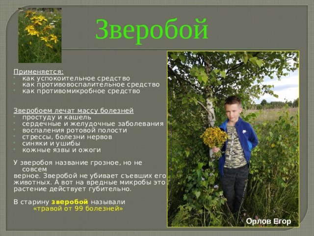 Зверобой Применяется: как успокоительное средство как противовоспалительное средство как противомикробное средство  Зверобоем лечат массу болезней простуду и кашель сердечные и желудочные заболевания воспаления ротовой полости стрессы, болезни нервов синяки и ушибы кожные язвы и ожоги У зверобоя название грозное, но не совсем верное. Зверобой не убивает съевших его животных. А вот на вредные микробы это растение действует губительно. В старину зверобой называли  «травой от 99 болезней» Орлов Егор 