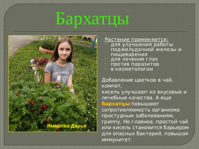 Бархатцы Растение применяется: для улучшения работы поджелудочной железы и пищеварения для лечения глаз против паразитов в косметологии Добавление цветков в чай, компот, кисель улучшают их вкусовые и лечебные качества. А еще бархатцы повышают сопротивляемость организма простудным заболеваниям, гриппу. Но главное, простой чай или кисель становится барьером для опасных бактерий, повышая иммунитет. Ямашева Дарья 
