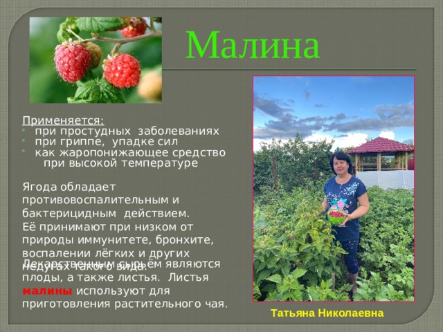 Малина Применяется: при простудных заболеваниях при гриппе, упадке сил как жаропонижающее средство  при высокой температуре Ягода обладает противовоспалительным и бактерицидным действием. Её принимают при низком от природы иммунитете, бронхите, воспалении лёгких и других недугах такого вида. Лекарственным сырьём являются плоды, а также листья. Листья малины используют для приготовления растительного чая. Татьяна Николаевна 