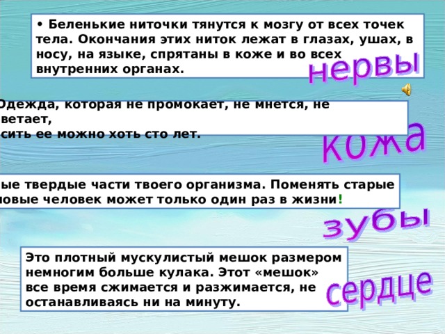 • Беленькие ниточки тянутся к мозгу от всех точек тела. Окончания этих ниток лежат в глазах, ушах, в носу, на языке, спрятаны в коже и во всех внутренних органах. • Одежда, которая не промокает, не мнется, не выцветает, носить ее можно хоть сто лет. Самые твердые части твоего организма. Поменять старые на новые человек может только один раз в жизни !  За сотни лет учеными накоплено много знаний об организме человека. Эти знания помогают людям предупреждать и побеждать многие болезни, увеличивать продолжительность жизни. Мы тоже получили знания об организме человека. Давайте вспомним их. Это плотный мускулистый мешок размером немногим больше кулака. Этот «мешок» все время сжимается и разжимается, не останавливаясь ни на минуту.  