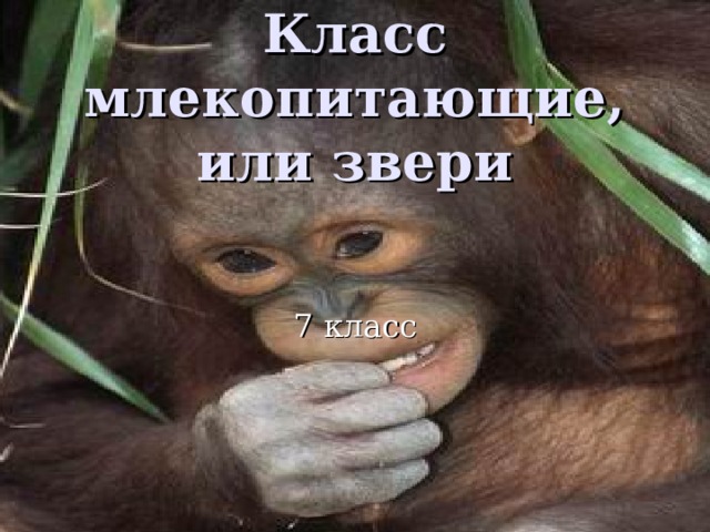 Класс млекопитающие, или звери 