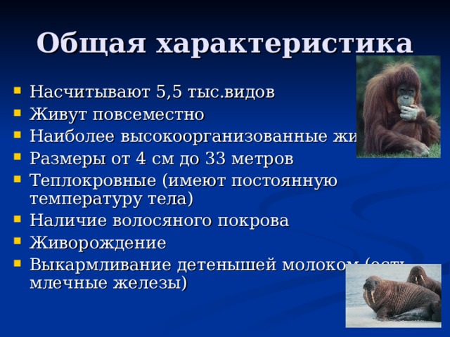 Насчитывают 5,5 тыс.видов Живут повсеместно Наиболее высокоорганизованные животные Размеры от 4 см до 33 метров Теплокровные (имеют постоянную температуру тела) Наличие волосяного покрова Живорождение Выкармливание детенышей молоком (есть млечные железы) 