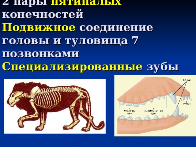 2 пары пятипалых конечностей  Подвижное соединение головы и туловища 7 позвонками  Специализированные зубы   