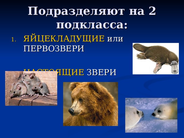 ЯЙЦЕКЛАДУЩИЕ НАСТОЯЩИЕ 