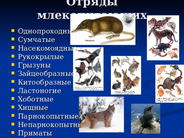Однопроходные Сумчатые Насекомоядные Рукокрылые Грызуны Зайцеобразные Китообразные Ластоногие Хоботные Хищные Парнокопытные Непарнокопытные Приматы  