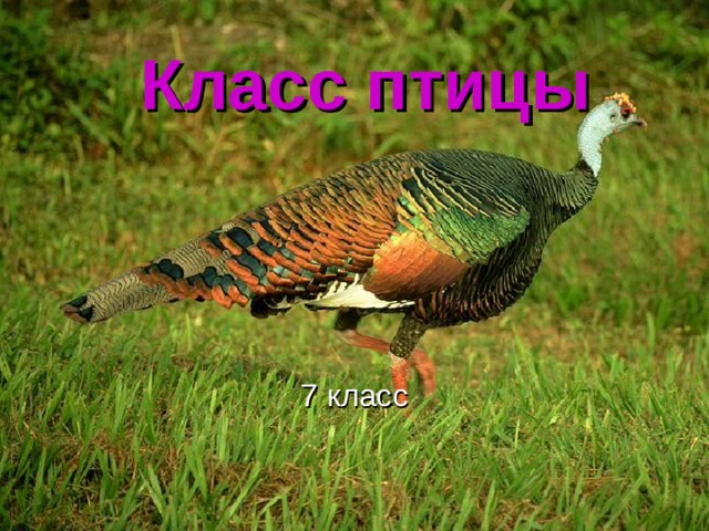 Класс птицы 