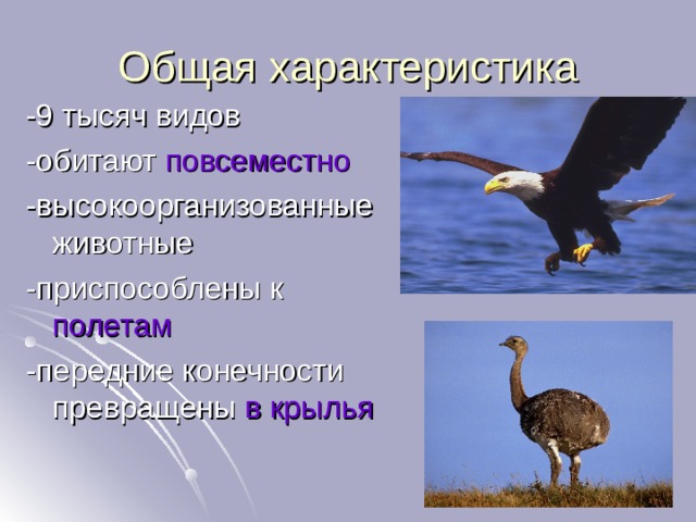 повсеместно полетам в крылья 