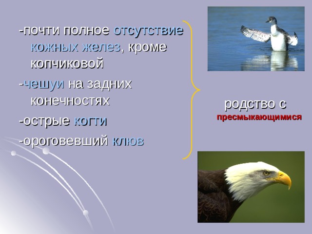 отсутствие кожных желез чешуи когти клюв  родство с пресмыкающимися  