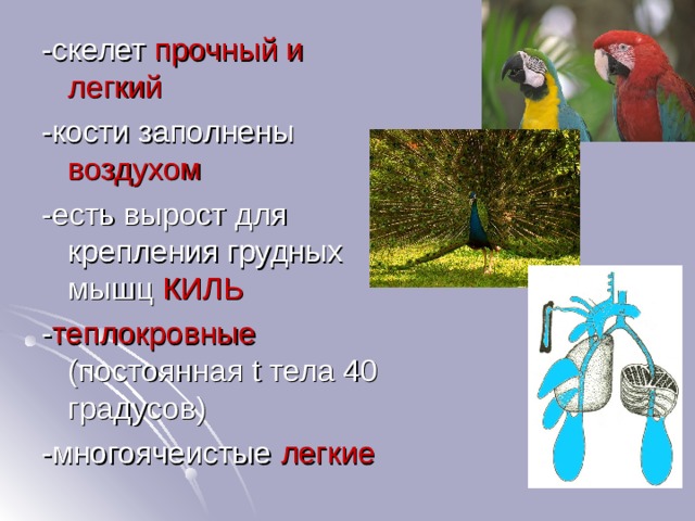 -скелет прочный и легкий -кости заполнены воздухом -есть вырост для крепления грудных мышц КИЛЬ - теплокровные (постоянная t тела 40 градусов) -многоячеистые легкие 