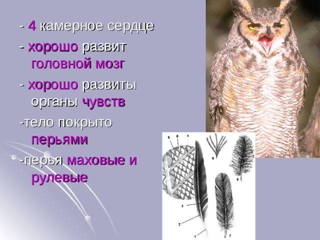 4 хорошо головной мозг хорошо чувств перьями маховые и рулевые 