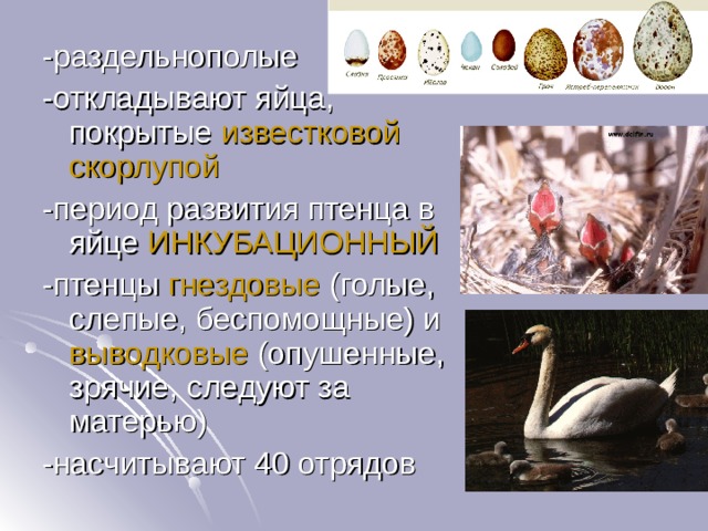 известковой скорлупой ИНКУБАЦИОННЫЙ гнездовые выводковые 
