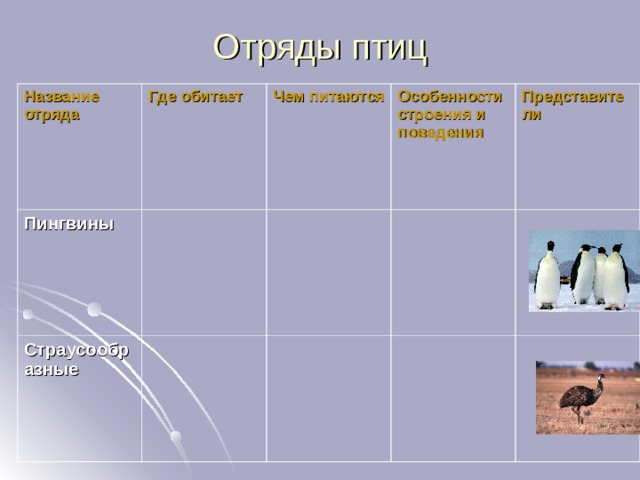 Отряды птиц Название отряда Где обитает Пингвины Чем питаются Страусообразные Особенности строения и поведения Представители 
