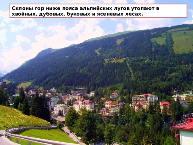 Склоны гор ниже пояса альпийских лугов утопают в хвойных, дубовых, буковых и ясеневых лесах. 