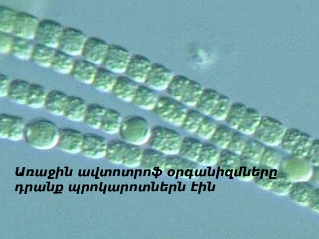 Առաջին ավտոտրոֆ օրգանիզմները դրանք պրոկարոտներն էին 