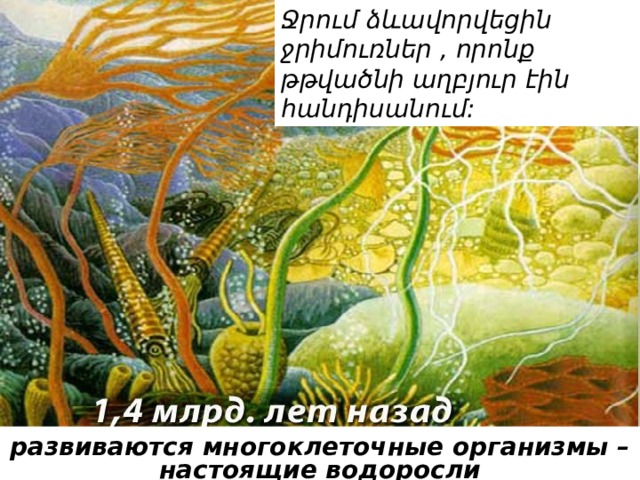 Ջրում ձևավորվեցին ջրիմուռներ , որոնք թթվածնի աղբյուր էին հանդիսանում: развиваются многоклеточные организмы – настоящие водоросли 