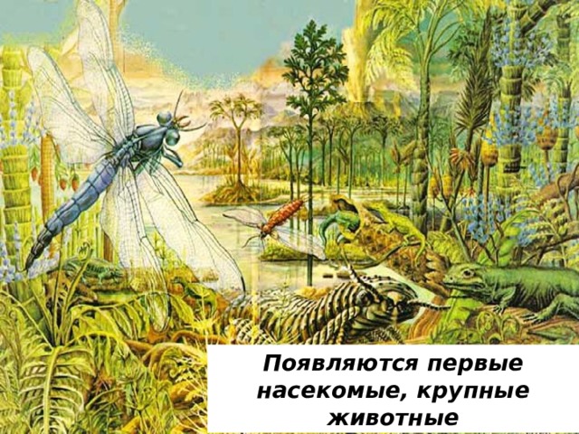 Появляются первые насекомые, крупные животные 