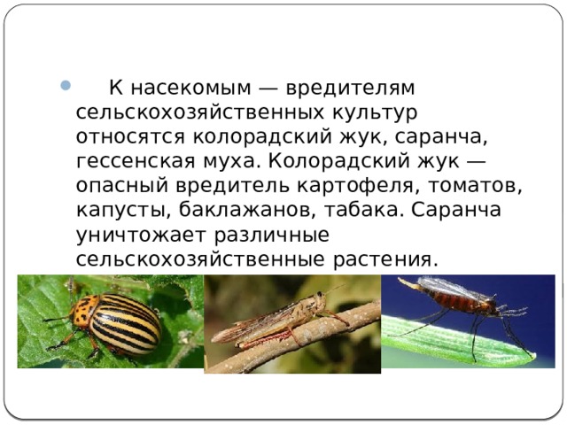      К насекомым — вредителям сельскохозяйственных культур относятся колорадский жук, саранча, гессенская муха. Колорадский жук — опасный вредитель картофеля, томатов, капусты, баклажанов, табака. Саранча уничтожает различные сельскохозяйственные растения. Гессенская муха поражает пшеницу, ячмень и рожь. 