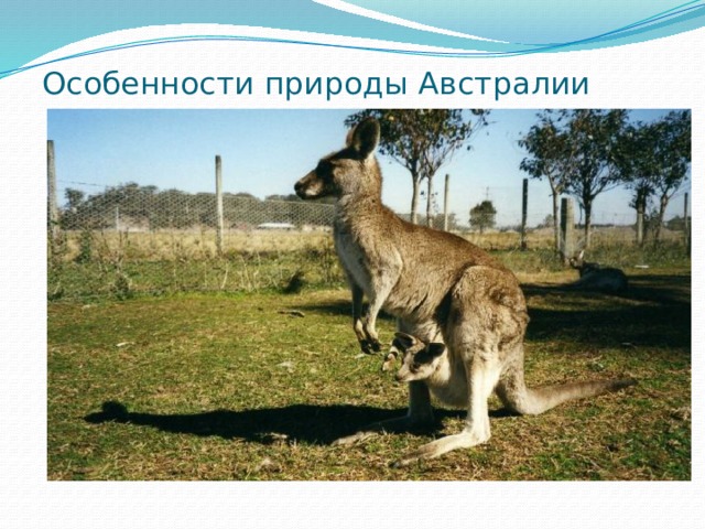 Особенности природы Австралии 