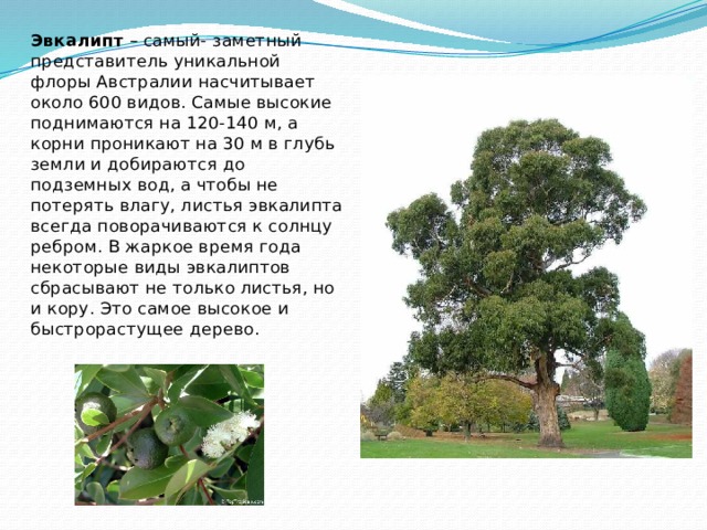 Эвкалипт – самый- заметный представитель уникальной флоры Австралии насчитывает около 600 видов. Самые высокие поднимаются на 120-140 м, а корни проникают на 30 м в глубь земли и добираются до подземных вод, а чтобы не потерять влагу, листья эвкалипта всегда поворачиваются к солнцу ребром. В жаркое время года некоторые виды эвкалиптов сбрасывают не только листья, но и кору. Это самое высокое и быстрорастущее дерево. 
