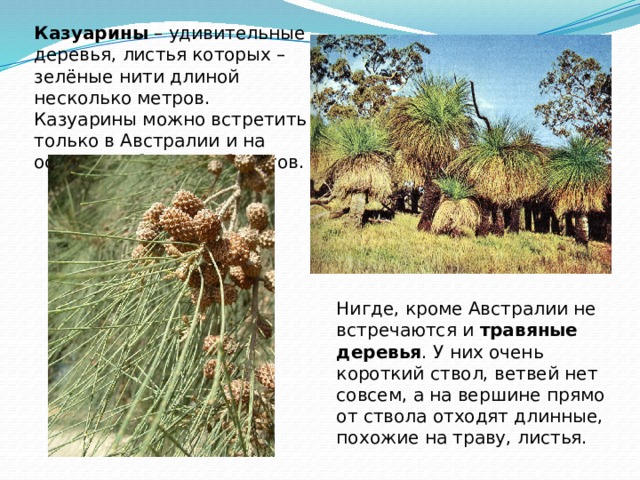 Казуарины – удивительные деревья, листья которых – зелёные нити длиной несколько метров. Казуарины можно встретить только в Австралии и на островах вблизи её берегов. Нигде, кроме Австралии не встречаются и травяные деревья . У них очень короткий ствол, ветвей нет совсем, а на вершине прямо от ствола отходят длинные, похожие на траву, листья. 