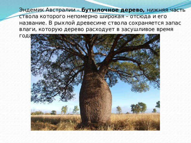 Эндемик Австралии – бутылочное дерево, нижняя часть ствола которого непомерно широкая – отсюда и его название. В рыхлой древесине ствола сохраняется запас влаги, которую дерево расходует в засушливое время года. 