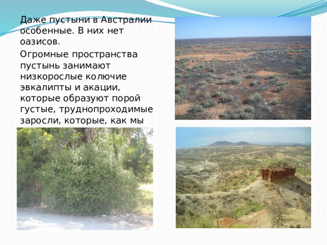 Даже пустыни в Австралии особенные. В них нет оазисов. Огромные пространства пустынь занимают низкорослые колючие эвкалипты и акации, которые образуют порой густые, труднопроходимые заросли, которые, как мы уже упоминали, австралийцы называют скрэбом. 