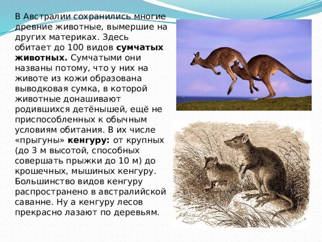 В Австралии сохранились многие древние животные, вымершие на других материках. Здесь обитает до 100 видов сумчатых животных. Сумчатыми они названы потому, что у них на животе из кожи образована выводковая сумка, в которой животные донашивают родившихся детёнышей, ещё не приспособленных к обычным условиям обитания. В их числе «прыгуны» кенгуру: от крупных (до 3 м высотой, способных совершать прыжки до 10 м) до крошечных, мышиных кенгуру. Большинство видов кенгуру распространено в австралийской саванне. Ну а кенгуру лесов прекрасно лазают по деревьям. 