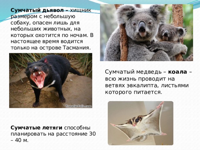 Сумчатый дьявол – хищник размером с небольшую собаку, опасен лишь для небольших животных, на которых охотится по ночам. В настоящее время водится только на острове Тасмания.           Сумчатые летяги способны планировать на расстояние 30 – 40 м. Сумчатый медведь – коала – всю жизнь проводит на ветвях эвкалипта, листьями которого питается. 