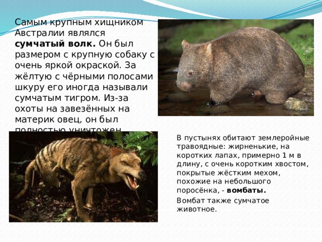 Самым крупным хищником Австралии являлся сумчатый волк. Он был размером с крупную собаку с очень яркой окраской. За жёлтую с чёрными полосами шкуру его иногда называли сумчатым тигром. Из-за охоты на завезённых на материк овец, он был полностью уничтожен. Последнее животное умерло в зоопарке почти 70 лет назад.  В пустынях обитают землеройные травоядные: жирненькие, на коротких лапах, примерно 1 м в длину, с очень коротким хвостом, покрытые жёстким мехом, похожие на небольшого поросёнка, - вомбаты. Вомбат также сумчатое животное. 