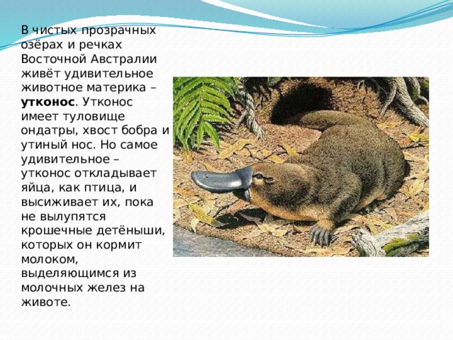 В чистых прозрачных озёрах и речках Восточной Австралии живёт удивительное животное материка – утконос . Утконос имеет туловище ондатры, хвост бобра и утиный нос. Но самое удивительное – утконос откладывает яйца, как птица, и высиживает их, пока не вылупятся крошечные детёныши, которых он кормит молоком, выделяющимся из молочных желез на животе. 