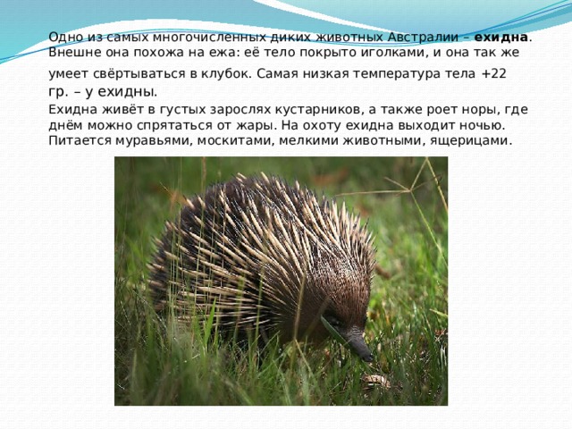 Одно из самых многочисленных диких животных Австралии – ехидна . Внешне она похожа на ежа: её тело покрыто иголками, и она так же умеет свёртываться в клубок. Самая низкая температура тела +22  гр. – у ехидны. Ехидна живёт в густых зарослях кустарников, а также роет норы, где днём можно спрятаться от жары. На охоту ехидна выходит ночью. Питается муравьями, москитами, мелкими животными, ящерицами. 