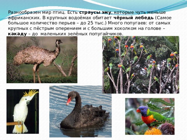 Разнообразен мир птиц. Есть страусы эму , которые чуть меньше африканских. В крупных водоёмах обитает чёрный лебедь (Самое большое количество перьев – до 25 тыс.) Много попугаев: от самых крупных с пёстрым оперением и с большим хохолком на голове – какаду – до маленьких зелёных попугайчиков. 