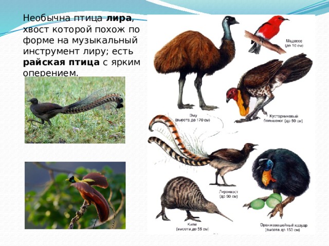 Необычна птица лира , хвост которой похож по форме на музыкальный инструмент лиру; есть райская птица с ярким оперением. 