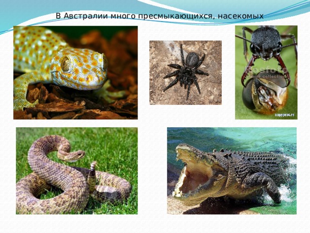 В Австралии много пресмыкающихся, насекомых 