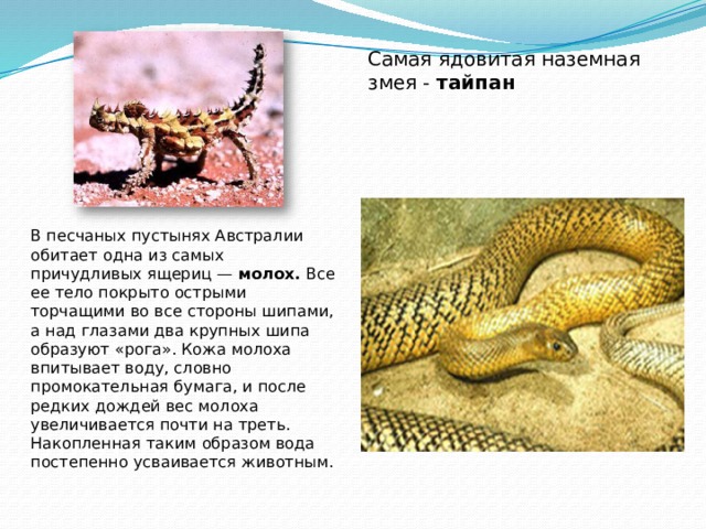 Самая ядовитая наземная змея - тайпан В песчаных пустынях Австралии обитает одна из самых причудливых ящериц — молох. Все ее тело покрыто острыми торчащими во все стороны шипами, а над глазами два крупных шипа образуют «рога». Кожа молоха впитывает воду, словно промокательная бумага, и после редких дождей вес молоха увеличивается почти на треть. Накопленная таким образом вода постепенно усваивается животным. 