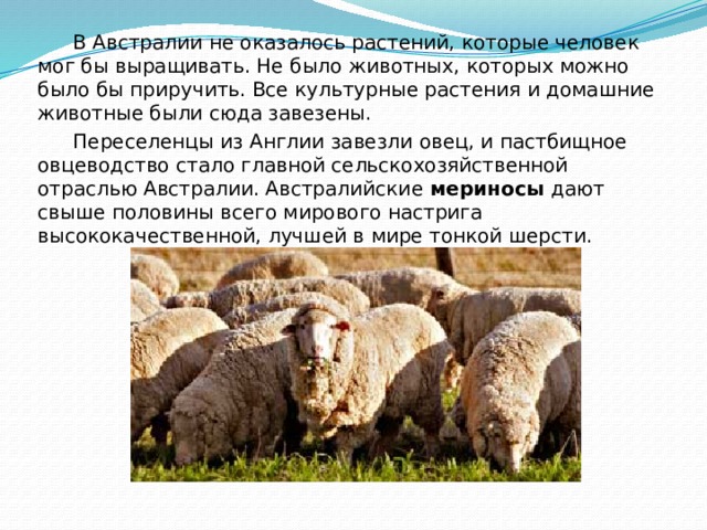  В Австралии не оказалось растений, которые человек мог бы выращивать. Не было животных, которых можно было бы приручить. Все культурные растения и домашние животные были сюда завезены.  Переселенцы из Англии завезли овец, и пастбищное овцеводство стало главной сельскохозяйственной отраслью Австралии. Австралийские мериносы дают свыше половины всего мирового настрига высококачественной, лучшей в мире тонкой шерсти.  