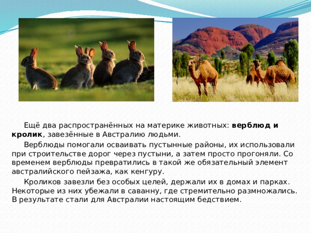  Ещё два распространённых на материке животных: верблюд и кролик , завезённые в Австралию людьми.  Верблюды помогали осваивать пустынные районы, их использовали при строительстве дорог через пустыни, а затем просто прогоняли. Со временем верблюды превратились в такой же обязательный элемент австралийского пейзажа, как кенгуру.  Кроликов завезли без особых целей, держали их в домах и парках. Некоторые из них убежали в саванну, где стремительно размножались. В результате стали для Австралии настоящим бедствием. 