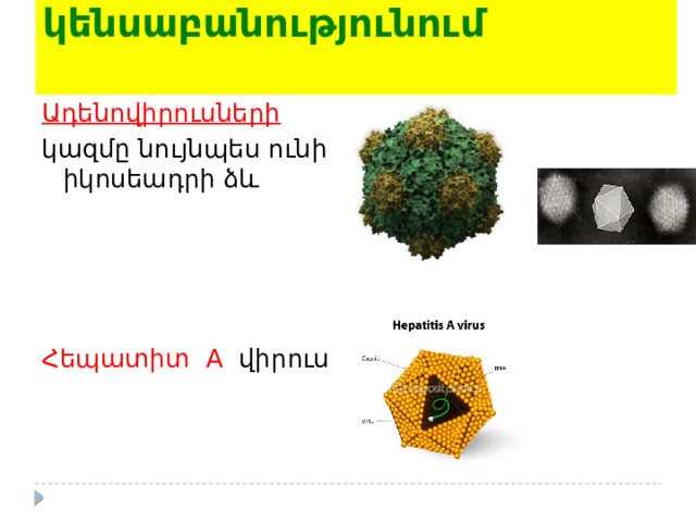 Իկոսաեդրը կենսաբանությունում   Ադենովիրուսների կազմը նույնպես ունի իկոսեադրի ձև Հեպատիտ A վիրուս 