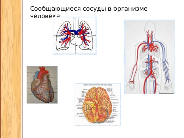 Сообщающиеся сосуды в организме человека 