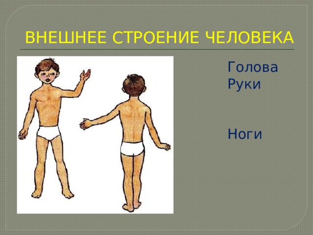 ВНЕШНЕЕ СТРОЕНИЕ ЧЕЛОВЕКА  Голова  Руки  Туловище  Ноги 