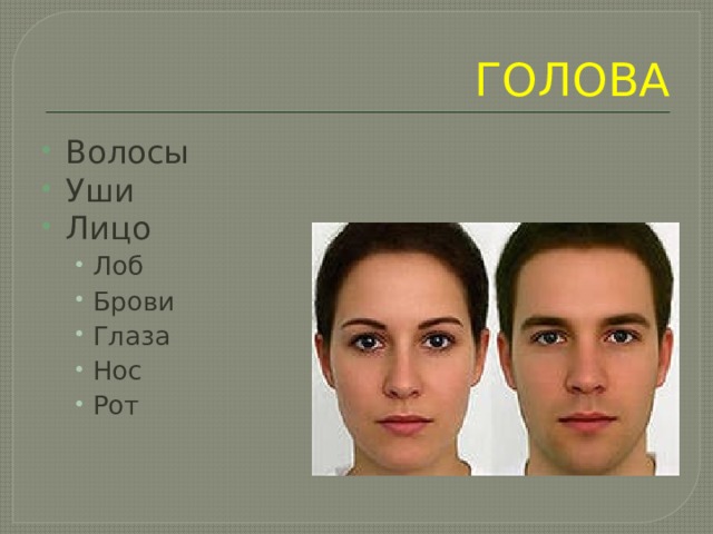ГОЛОВА Волосы Уши Лицо Лоб Брови Глаза Нос Рот Лоб Брови Глаза Нос Рот 