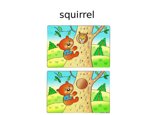 squirrel 