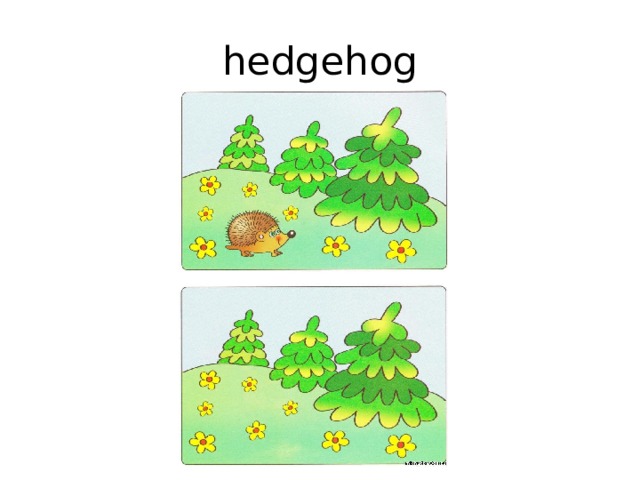hedgehog 