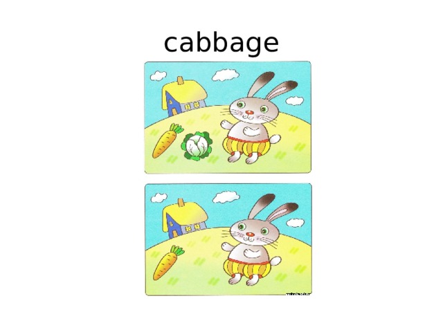 cabbage 