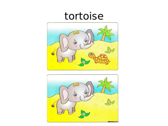 tortoise 
