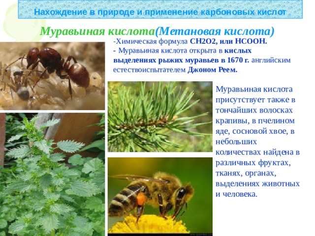 Нахождение в природе и применение  карбоновых кислот Муравьиная кислота ( Метановая кислота) - Химическая формула СН2О2, или НСООН. - Муравьиная кислота открыта в кислых выделениях рыжих муравьев в 1670 г. английским естествоиспытателем Джоном Реем. Муравьиная кислота присутствует также в тончайших волосках крапивы, в пчелином яде, сосновой хвое, в небольших количествах найдена в различных фруктах, тканях, органах, выделениях животных и человека. 
