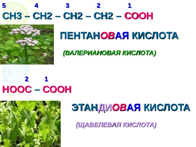 1 2 3 4 5 СН3 – СН2 – СН2 – СН2 – СООН ПЕНТАН ОВ АЯ КИСЛОТА (ВАЛЕРИАНОВАЯ КИСЛОТА) 1 2 НООС – СООН ЭТАН ДИ ОВ АЯ КИСЛОТА (ЩАВЕЛЕВАЯ КИСЛОТА) 