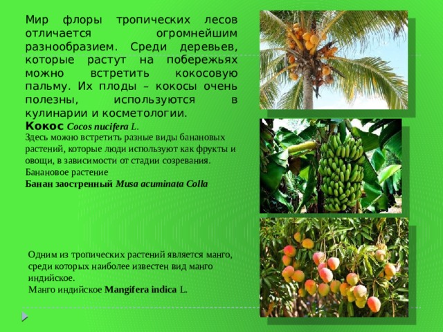 Мир флоры тропических лесов отличается огромнейшим разнообразием. Среди деревьев, которые растут на побережьях можно встретить кокосовую пальму. Их плоды – кокосы очень полезны, используются в кулинарии и косметологии. Кокос Cocos nucifera  L. Здесь можно встретить разные виды банановых растений, которые люди используют как фрукты и овощи, в зависимости от стадии созревания. Банановое растение Банан заостренный Musa acuminata Colla Одним из тропических растений является манго, среди которых наиболее известен вид манго индийское. Манго индийское Mangifera indica  L. 